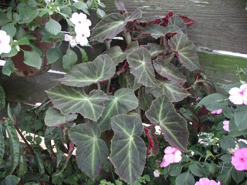 B. ‘Jack Golding’